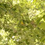 Can You see the Yellow Finch?