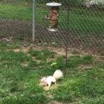 Albino Squirrel - Video Below of him eating.