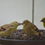 Taken 09-26-19  A mom finch settled in to feed her baby