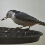 Taken 09-28-16  Gathering Winter Seeds.